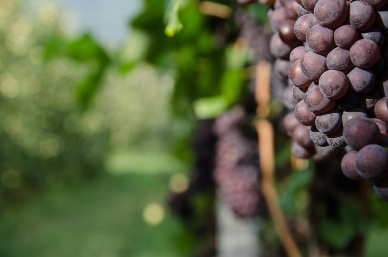 Pizzol-Hof Apartment Appiano Sulla Strada Del Vino Bagian luar foto